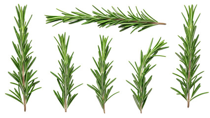 Obraz premium Fresh aromatic rosemary sprigs arranged in a collage on a white background showcasing their vivid green color and detailed texture