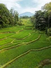 Lush Green Bali Rice Terraces With Scenic Mountain View In Tropical Landscape © Buyanskyy Production