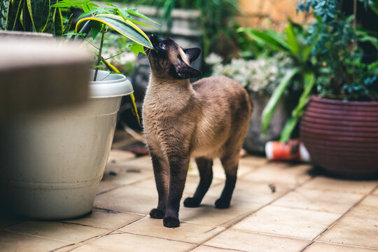 Gato 