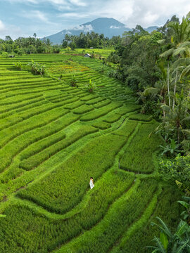 Traveler In White Dress Exploring Verdant Subak Rice Fields With Mountain View