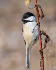 A close up of a Black-capped Chickadee clinging to a dead plant stem