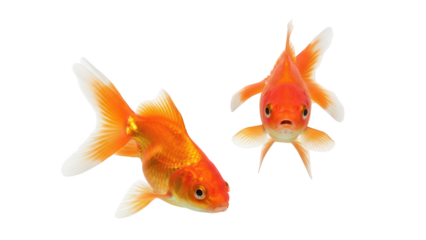 Two graceful orange goldfish isolated, side and head-on views