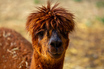 Naklejka premium Llama animal close-up. Alpaca on the background of nature.