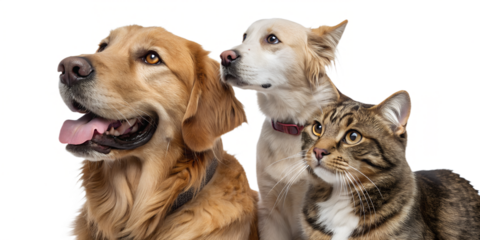 Portrait of happy dogs and cats looking at the camera together, isolated on a transparent background. The image shows two friendly dogs and two cats posing side by side, expressing warm companionship 