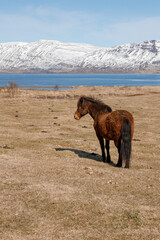Icelandic wild horses in the picturesque landscape of Iceland