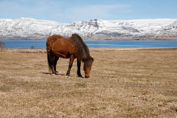 Icelandic wild horses in the picturesque landscape of Iceland