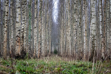 Symmetrical Birch Tree Plantation with Narrow Path Leading into Dense Forest in Late Autumn, Latvia