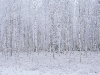 Birch tree in a frosty morning