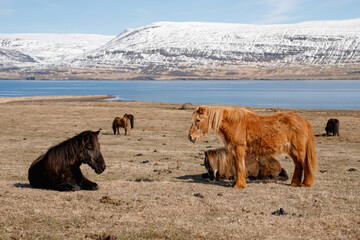 Icelandic wild horses in the picturesque landscape of Iceland