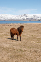 Icelandic wild horses in the picturesque landscape of Iceland