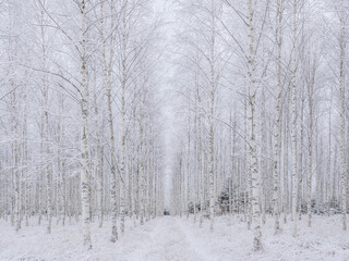 Birch tree in a frosty morning