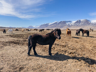 Wild Icelandic horses in the picturesque landscape of Iceland