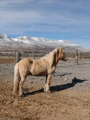 Wild Icelandic horses in the picturesque landscape of Iceland