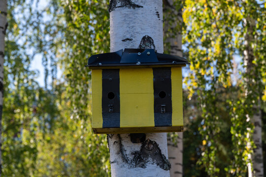 Double nest mounted on a birch.