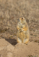 Cute Prairie Dog on its Burrow