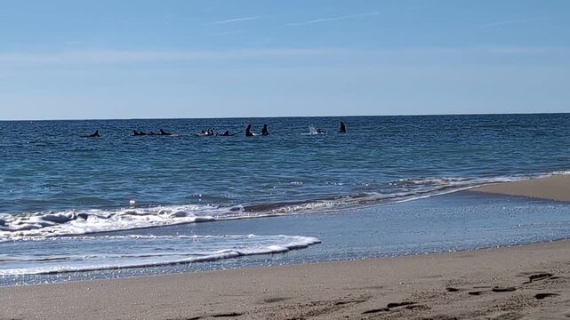 Surfistas esperando la ola