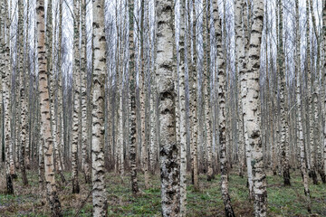 Obraz premium Birch Tree Trunks in Dense Autumn Woodland with Natural Patterns and Soft Light