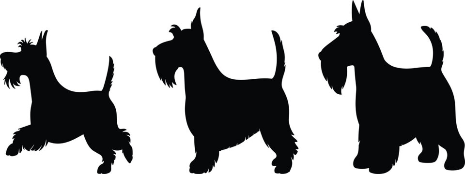 Scottish Terrier silhouette vector, black dog poses, pet breed icon, playful stance graphic, canine illustration, alert posture design