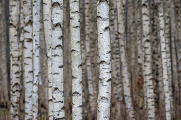 Obraz premium Soft-Focus Birch Tree Pattern in Calm Autumn Woodland