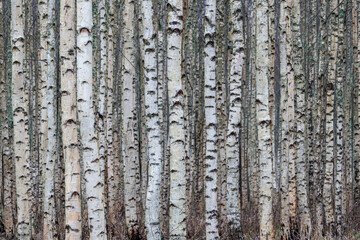 Fototapeta premium Dense Birch Tree Pattern in Calm Autumn Woodland