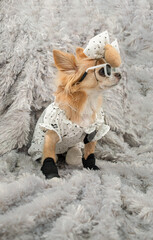A stylishly dressed, small, long-haired chihuahua, with light brown and white fur, poses on a soft,...