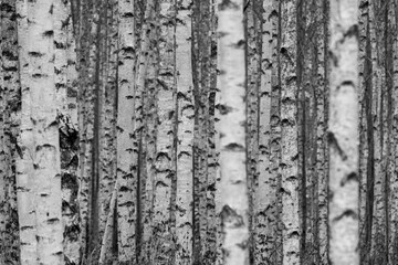 Black and White Birch Tree Pattern in Dense Quiet Woodland
