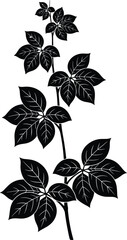 Black and white illustration of a plant stem with multiple leaves and visible veins