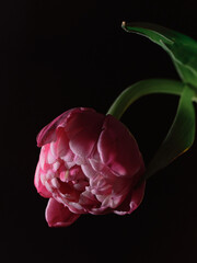 flower on the black background 