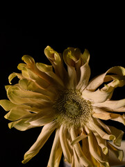 yellow dahlia flower