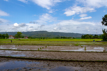 A rural agricultural landscape featuring wet rice paddies prepared for planting Oryza sativa. The scene includes distant farmers working in green fields against a backdrop of forested hills under a bl