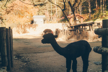 Fototapeta premium Alpaca on the ground 