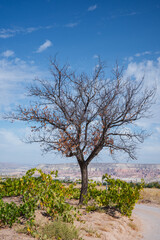 A solitary tree with sparse, autumn-colored leaves stands in a dry, rural landscape beneath a vivid blue sky. Surrounding green shrubs and distant rocky hills create a striking contrast between season
