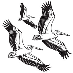 Three stylized black and white pelicans in flight with wings spread wide