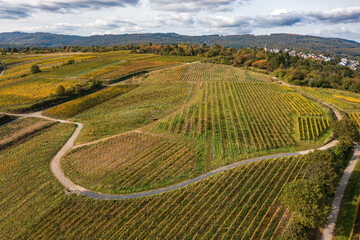 Fototapeta premium A bird's-eye view of the golden autumn foliage of the vineyards of Frauenstein in the Rheingau region.