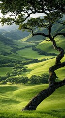 A majestic tree reaches across a vibrant green valley, bathed in sunlight, creating a serene and picturesque landscape.