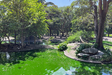 A lush forest and a bright green pond, polluted in a tropical park on a sunny day