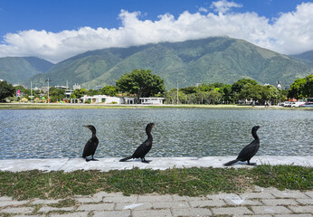 Three Neotropic Cormorants (Phalacrocorax brasilianus) Against the Dramatic El &Aacute;vila Mountain Landscape in Caracas, Venezuela