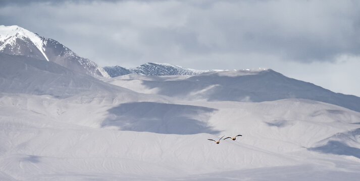 Red ducks fly and flap their wings, in the Tien Shan Mountains on In the Pamirs, against the backdrop of majestic mountain ranges with snow and glaciers, wild ducks in flight - Powered by Adobe