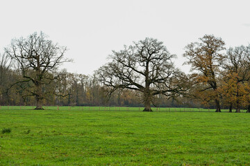 Two massive, sprawling oak trees, one still holding bronze autumn leaves, stand against a misty grey sky in a bright green field near Zoelen, Gelderland.