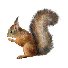 Red Squirrel Holding Food in Paw.