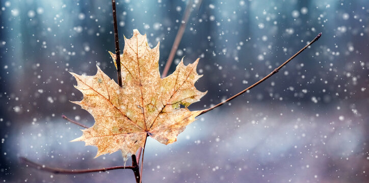 Close-up dry brown maple leaf branch first winter snowfall contrast warm autumn tones cold gloomy background snowflakes - Powered by Adobe