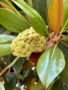 gros plan sur le fruit &agrave; graines du magnolia &agrave; grande fleure avec ses feuilles vertes un jour ensoleill&eacute; d'&eacute;t&eacute;