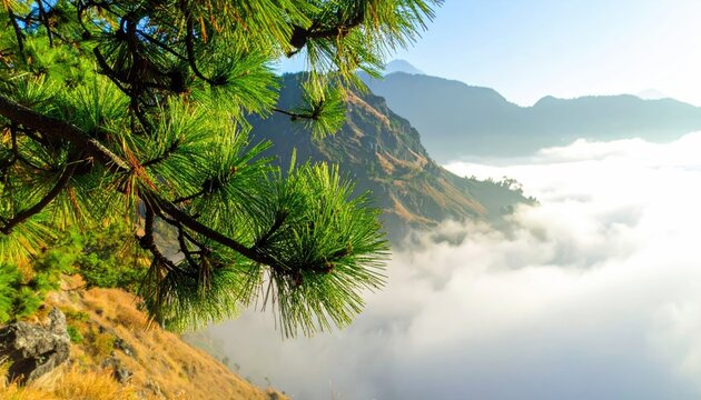 Pine branches overlook misty mountain peaks at sunrise.