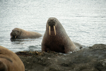 Morse, Odobenus rosmarus, Spitzberg, Svalbard, Norvège