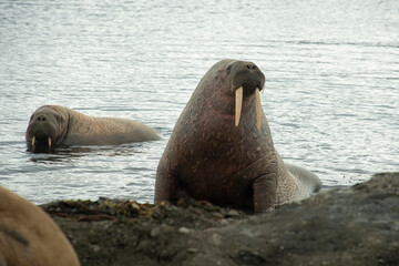 Morse, Odobenus rosmarus, Spitzberg, Svalbard, Norvège