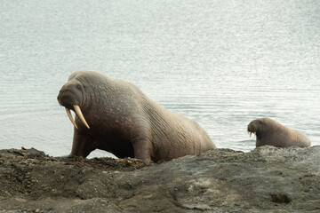 Morse, Odobenus rosmarus, Spitzberg, Svalbard, Norvège