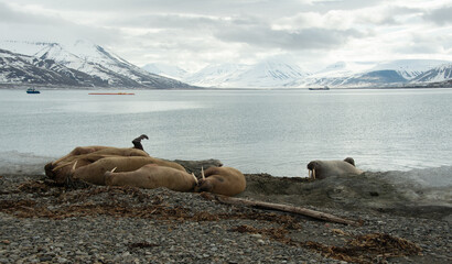 Morse, Odobenus rosmarus, Spitzberg, Svalbard, Norvège