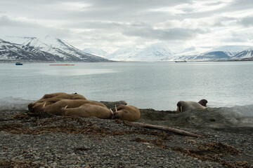 Morse, Odobenus rosmarus, Spitzberg, Svalbard, Norvège
