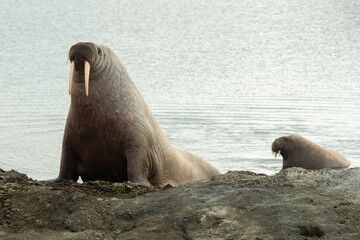 Morse, Odobenus rosmarus, Spitzberg, Svalbard, Norvège
