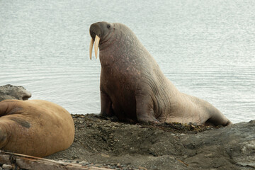 Morse, Odobenus rosmarus, Spitzberg, Svalbard, Norvège